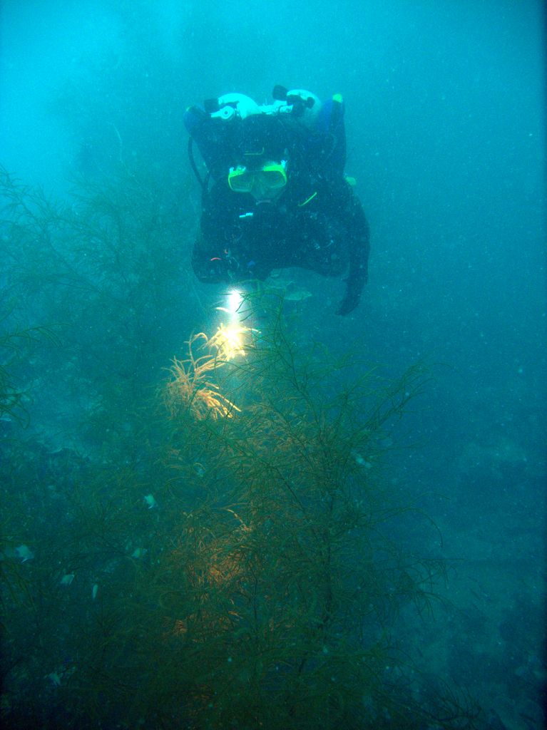 Shinkoku Maru, schwarze Korallen (55m) 