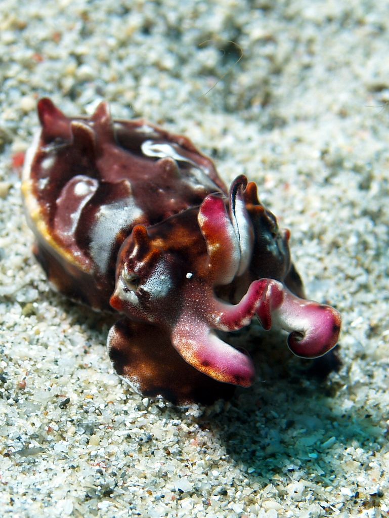 Prachtsepia - flamboyant cuttlefish 