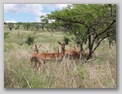 Bild Südafrika - Tiere