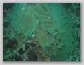 Bild Südafrika - Unterwasser